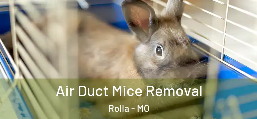 Air Duct Mice Removal Rolla - MO